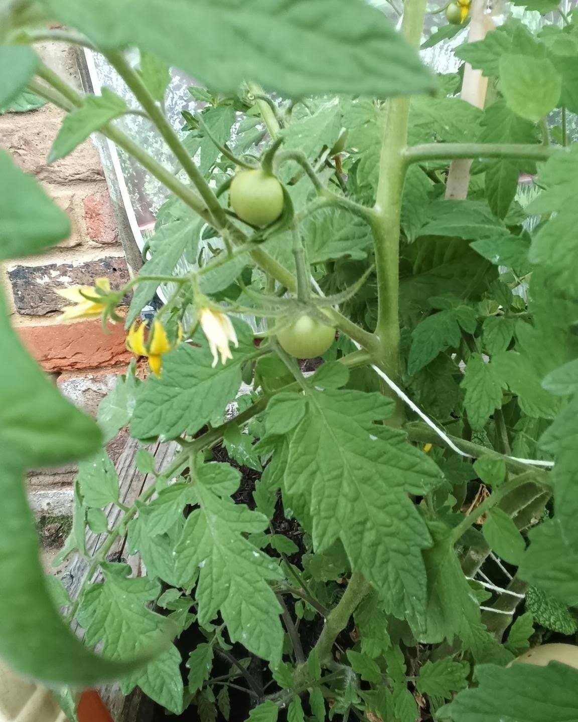 🌱🍅 Our Tomatoes Are Growing! 🌱🍅