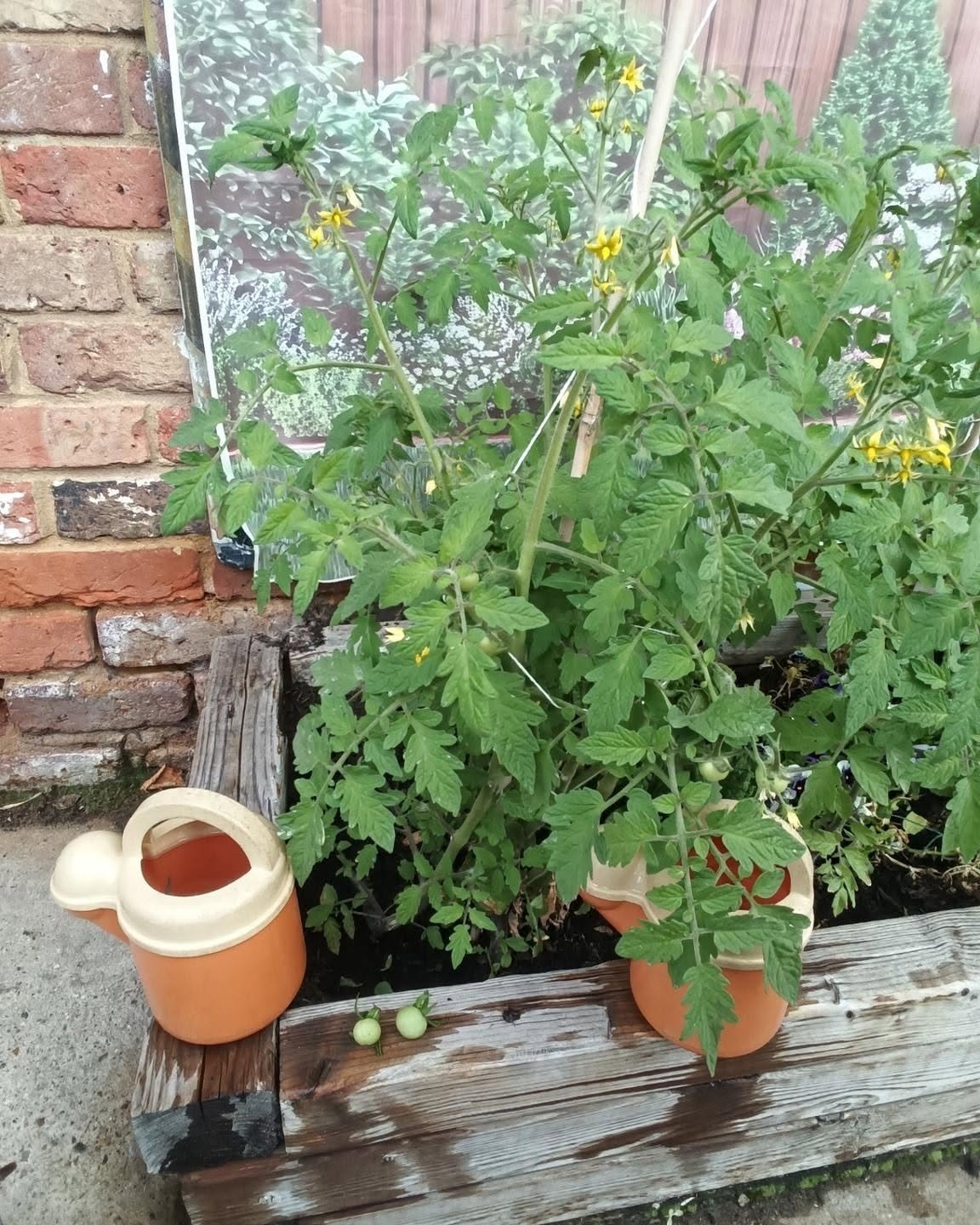 🌱🍅 Our Tomatoes Are Growing! 🌱🍅